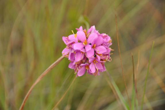Flôr do cerrado, na Chapada dos Veadeiros, região de Cavalcante - GO
